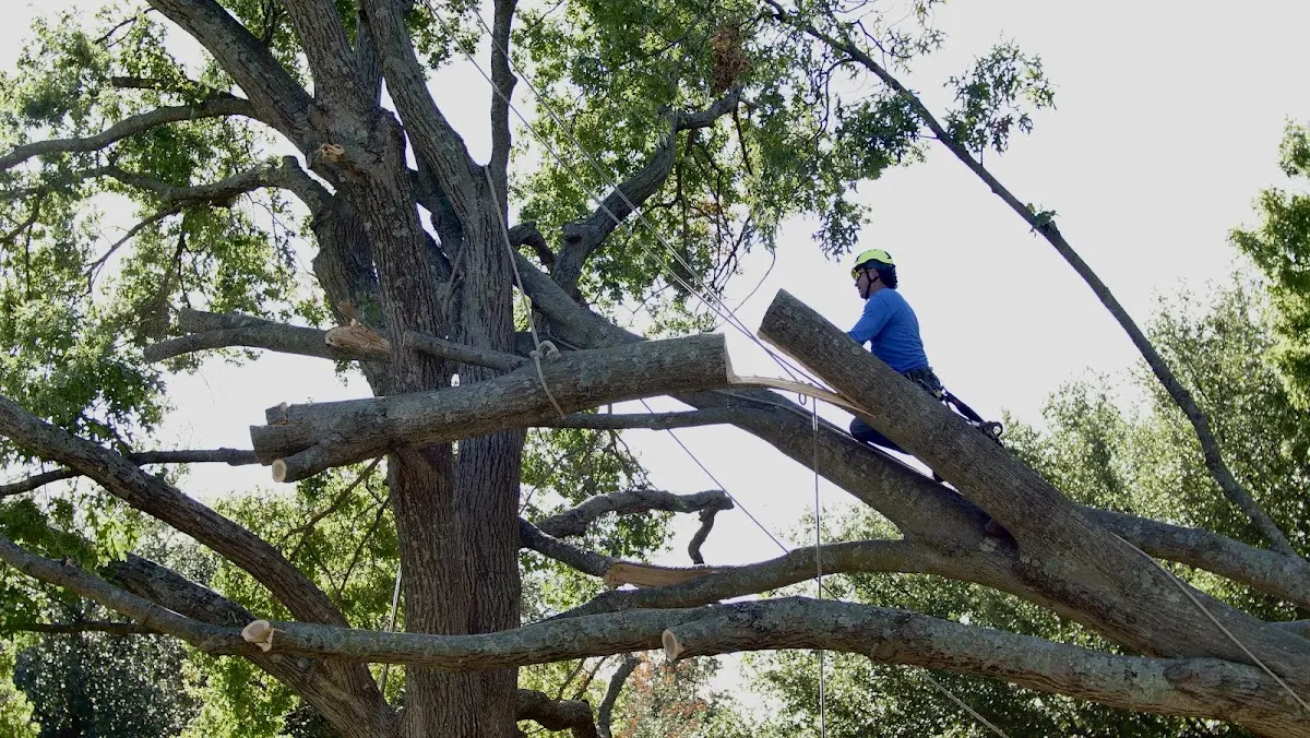 Professional Hazardous Tree Removal performed by certified arborists in Buford