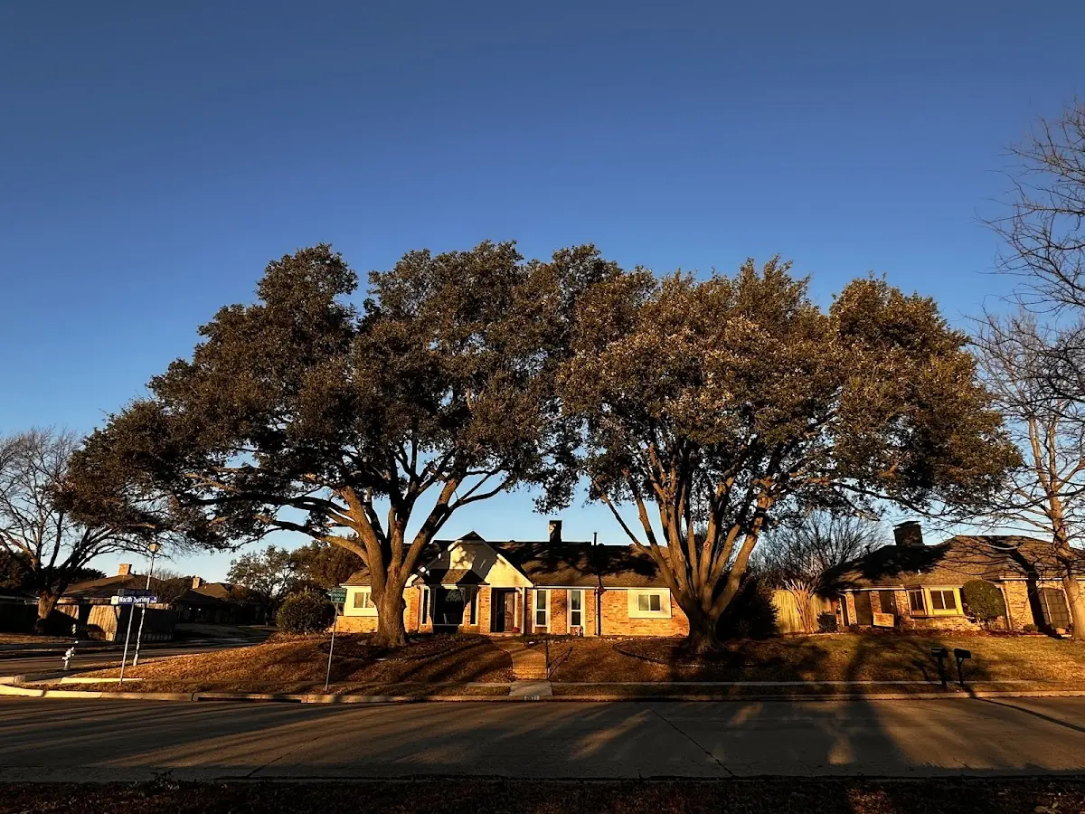 Established residential canopy tree shading a home in Buford